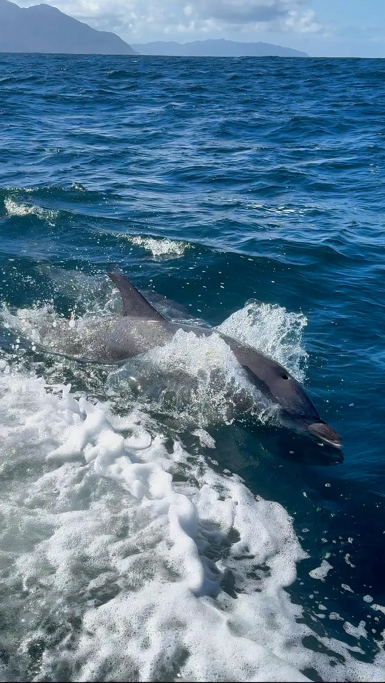 Expedição de avistamento de baleias jubarte — Rotamar Ilhabela (7)