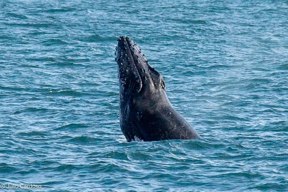 Expedição de avistamento de baleias jubarte — Rotamar Ilhabela (3)