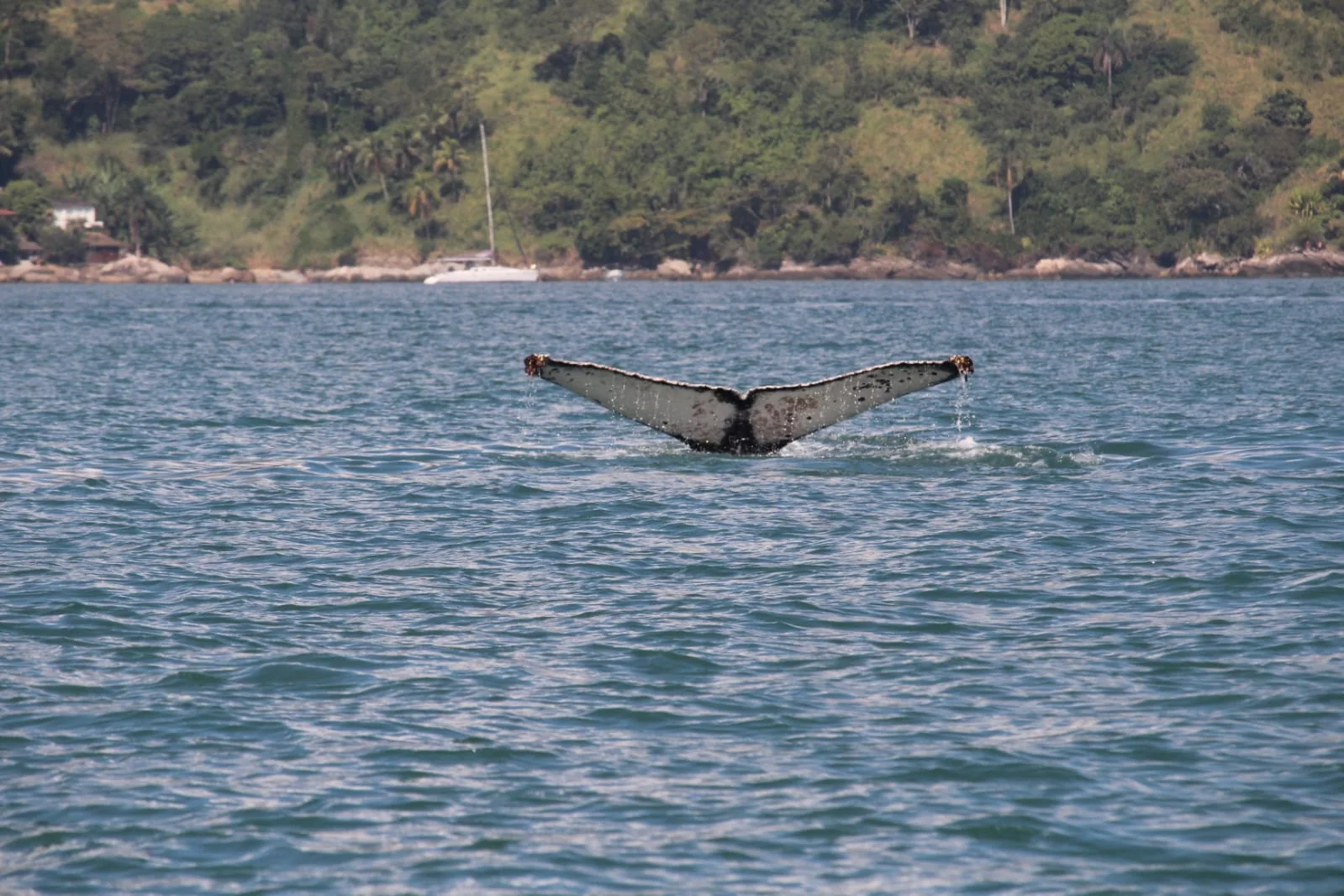 Cauda de jubarte em frente à costa de Ilhabela