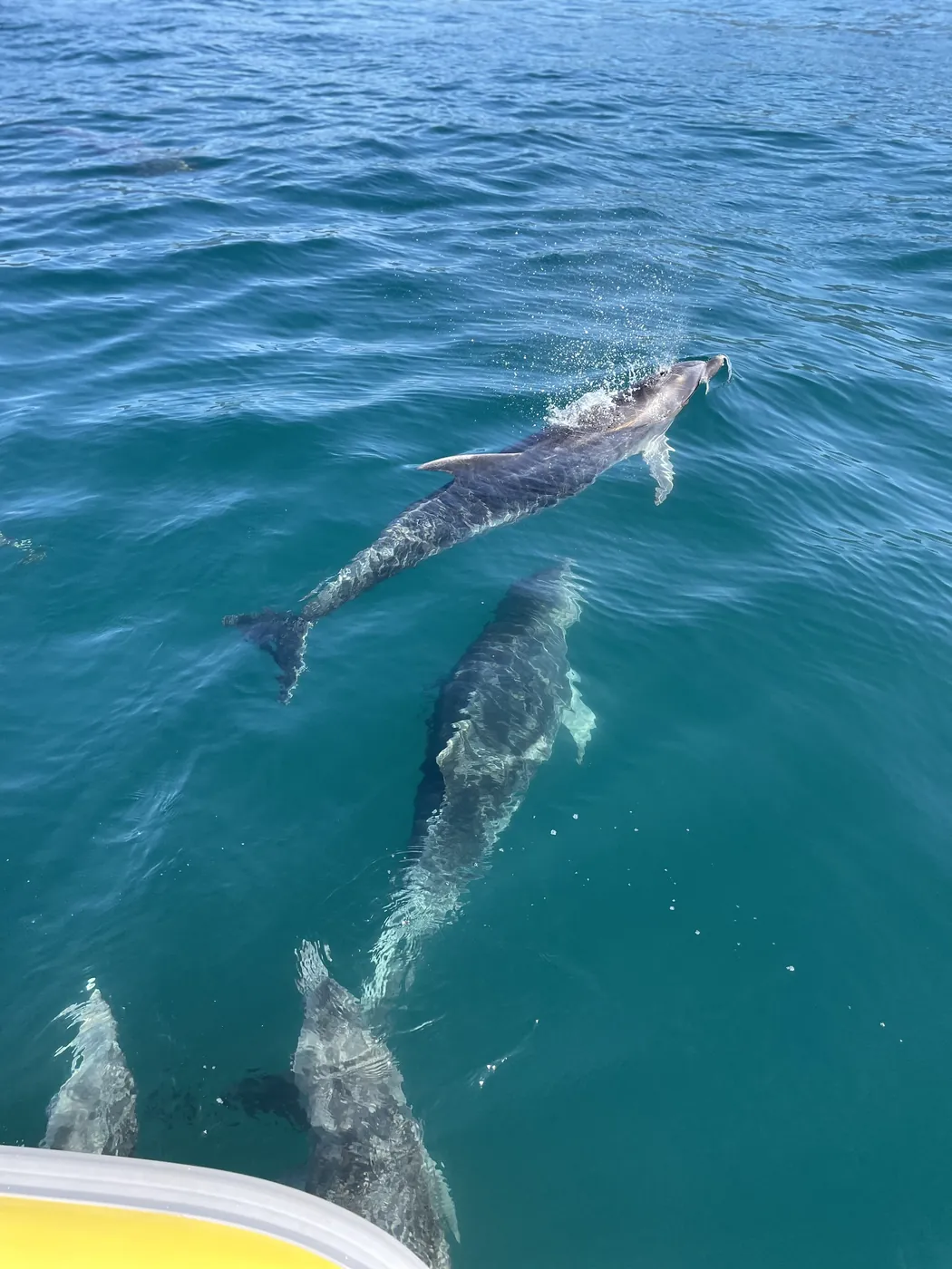Passeio Mar & Mar até Castelhanos — Rotamar Ilhabela (17)